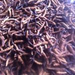 caterpillar fungus